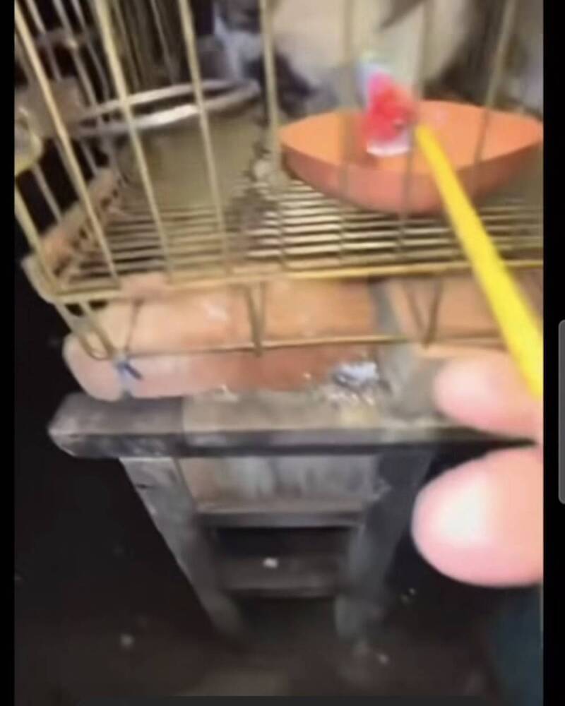 新竹某國中棒球隊學生用鞭炮嚇貓 PO上網下場慘了!