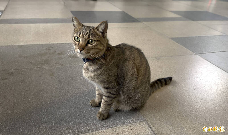 有人要害朕?台東「貓站長」四處躲