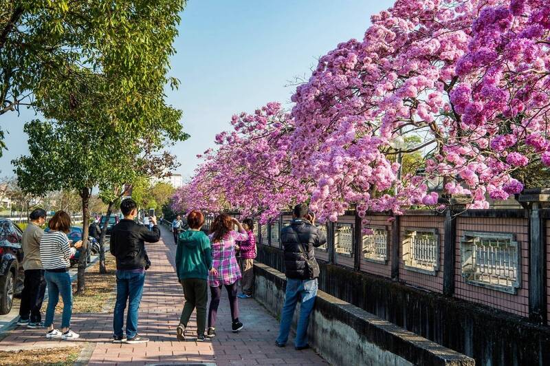 嘉義市洋紅風鈴木 盛開迎新春