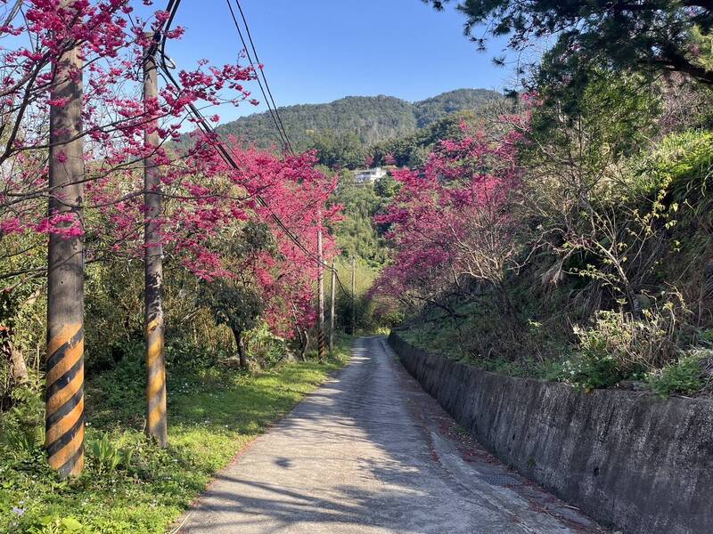 北橫櫻花季今開跑 交管措施看這裡