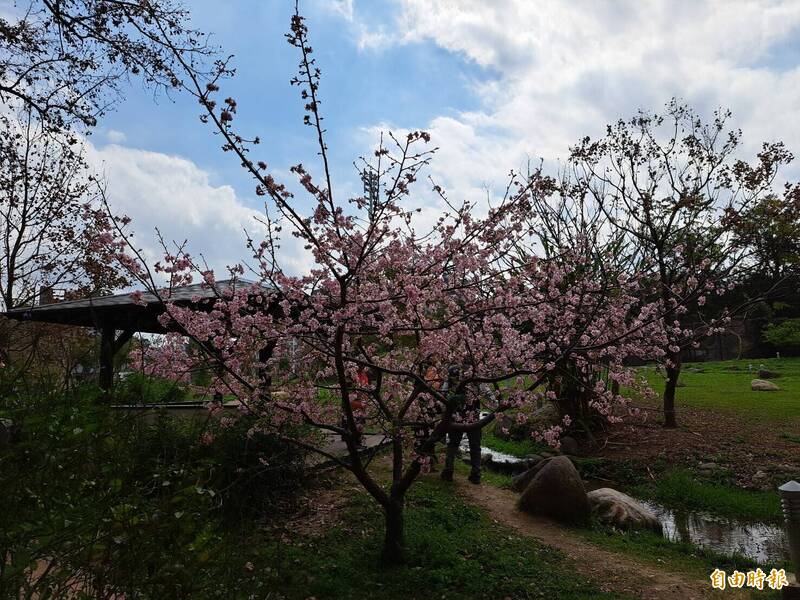 新竹公園粉紅櫻盛開 竹市區最近賞櫻花況曝光