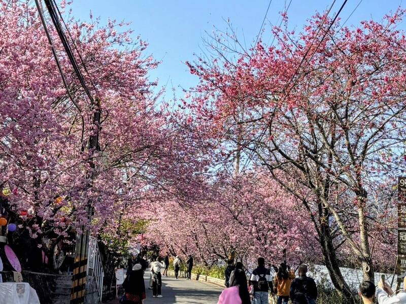 南投櫻花大爆發!草坪頭粉櫻盛開 九族怒放桃紅花海