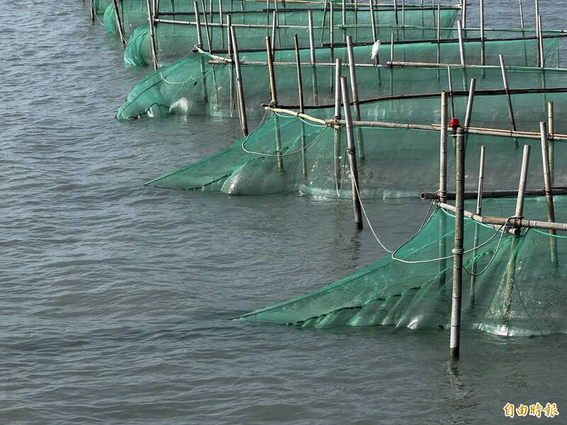 鰻苗捕撈倒數計時 累積捕撈量逾3400公斤