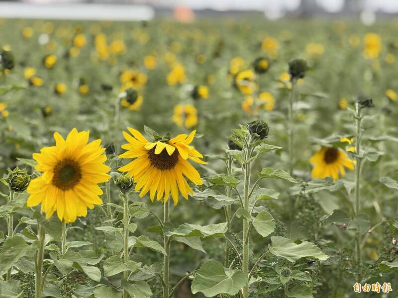 賞百年驛站、10餘甲花海 苗栗造橋談文社區可採花「帶走美好」