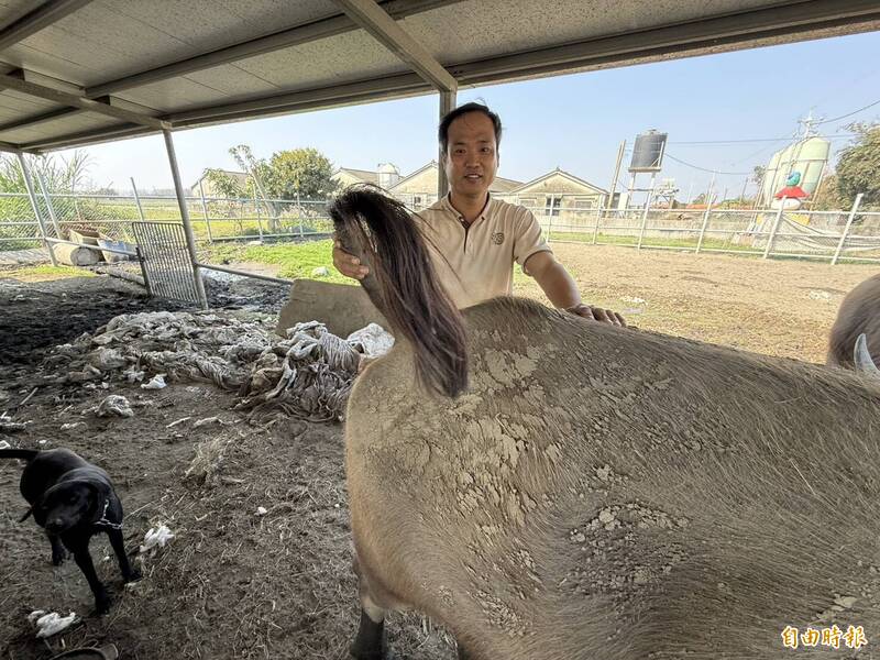 把握連假最後機會! 雲林水牛安養中心提免費牧草 可體驗「摸春牛」