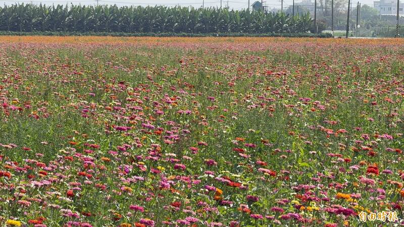 莿桐花海節今落幕!30公頃免費採 民眾樂:連假尾聲小確幸