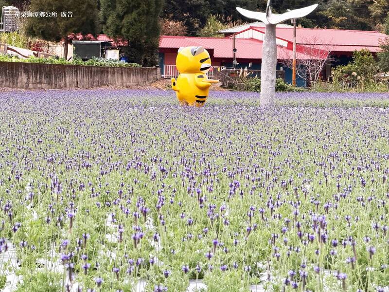 欣賞苗栗獅潭薰衣草「紫色浪漫」 一日遊體驗老街風情