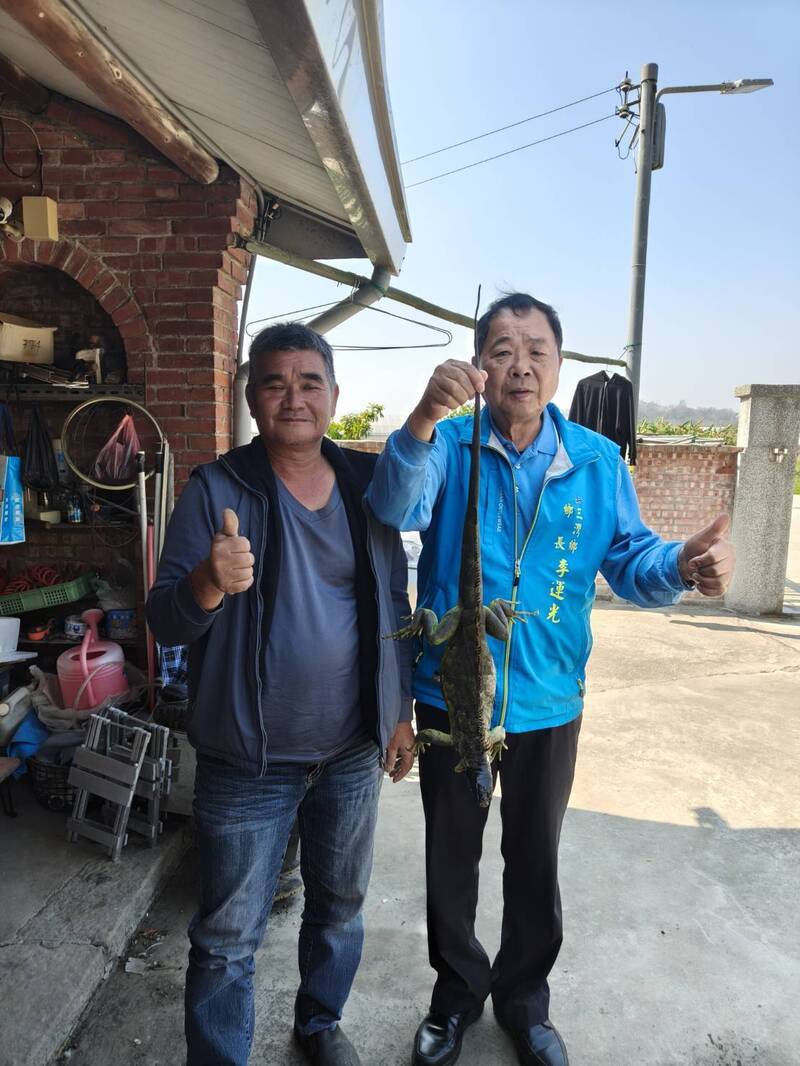 綠鬣蜥北擴苗栗三灣鄉 還挑新鮮水果品嚐