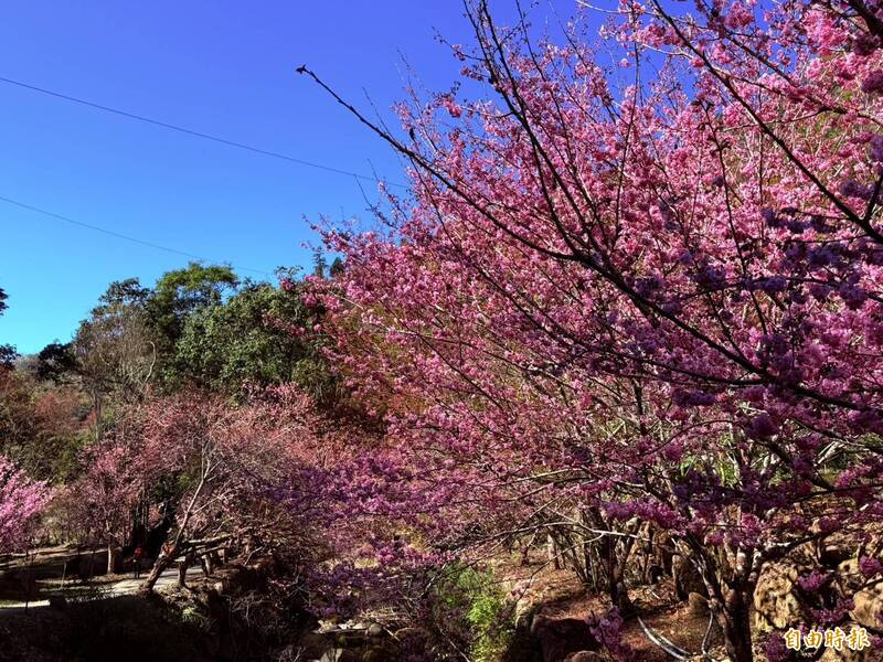 古坑草嶺櫻花季單日破萬人! 228連假迎滿開 接駁車機動加班