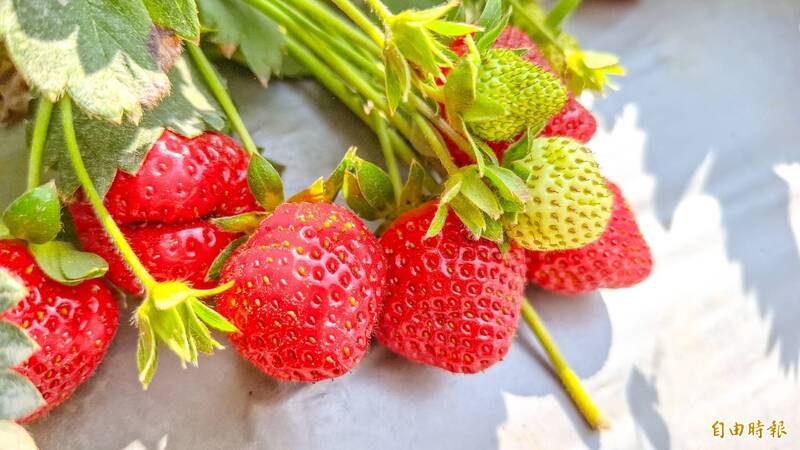 嘉義縣太保草莓盛產 民眾樂採「又大又紅」