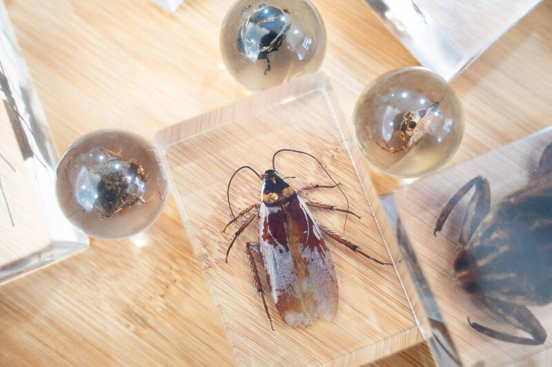 刮刮樂中蟑螂標本! 木柵動物園:具教育意義限量收藏品