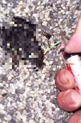 嘴塞鞭炮炸死 2高職生虐蛙PO網博流量 農業局移請警方偵辦