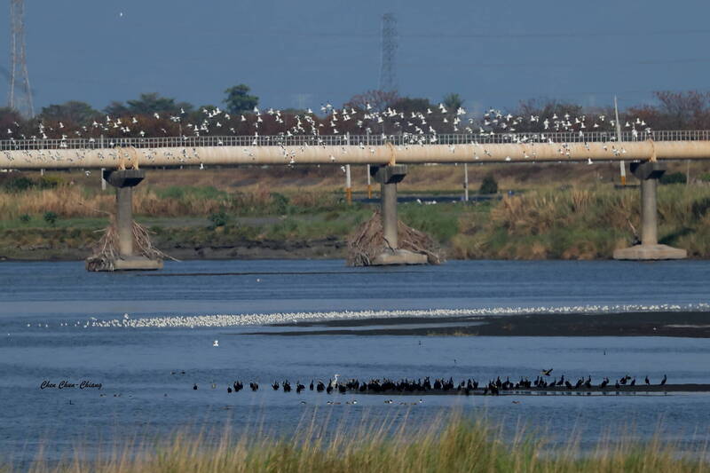 驚見白鍊騰空而起 高屏溪口揭開候鳥北返序幕
