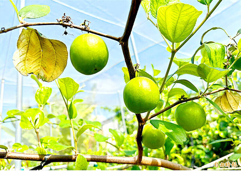 《TAIPEI TIMES》Taiwan can export dragon fruit, lychee, jujube to EU: Ministry of Agriculture