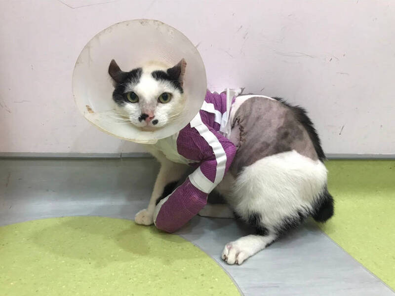 浪貓「小五郎」前腳重創 新北動保處自體皮瓣手術成功救回盼認養