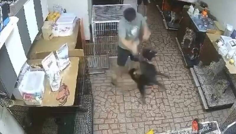 桃園漢克訓犬中心人員踹鐵籠、硬扯犬隻影片外流 動保處要查