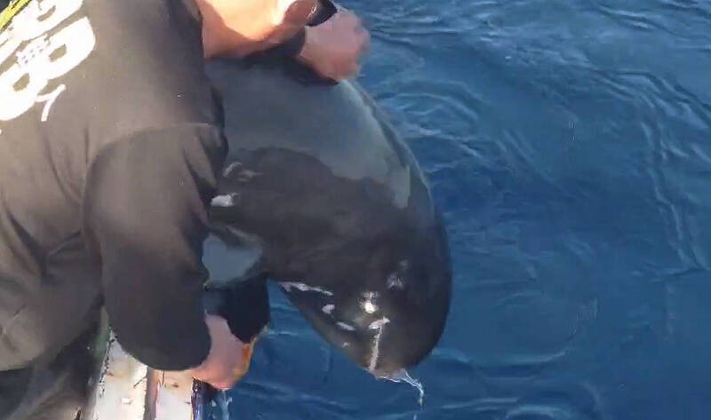 11隻小虎鯨擱淺4死!守護同伴誤入淺灘 台人救援7隻野放成功