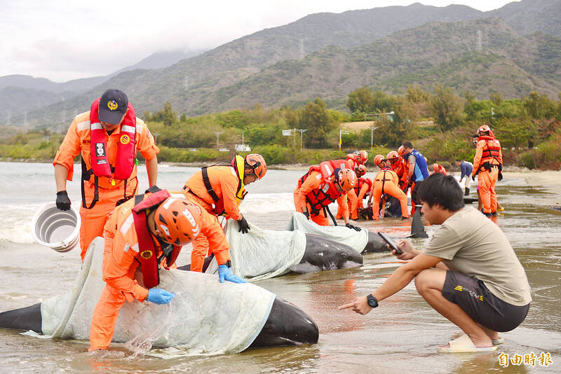 《TAIPEI TIMES》 Dolphin pod beaches in Pingtung