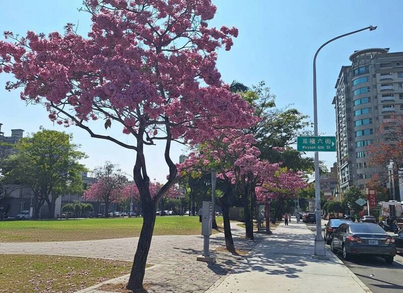 春神來了!洋紅風鈴木盛開 台中賞花地圖曝