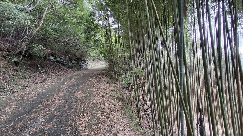 禁伐補償提高後遺症!竹林更新乏人問津 桃園市尋求企業合作