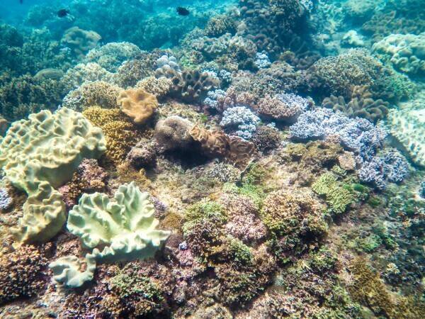 遊艇載客出海擱淺毀損珊瑚礁 船長及船公司判賠