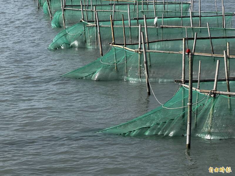 賺鰻金期限倒數! 漁業署:3/1到10/31花東以外區域禁撈