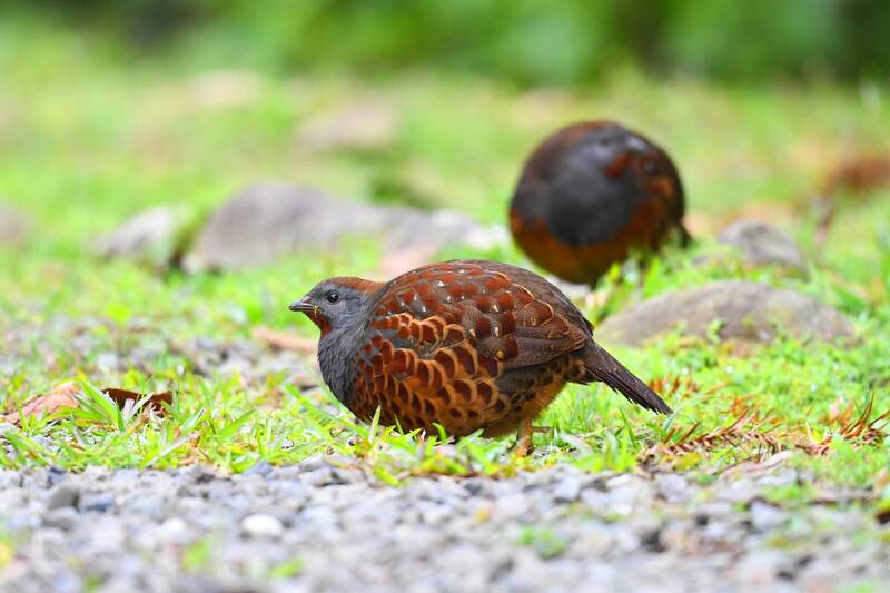 全台首創大雪山鳥音模仿比賽啟動 以創新競賽深化生態教育