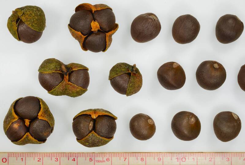 台灣山茶不易育苗 林試所研究發現種子4度冷存3個月助發芽