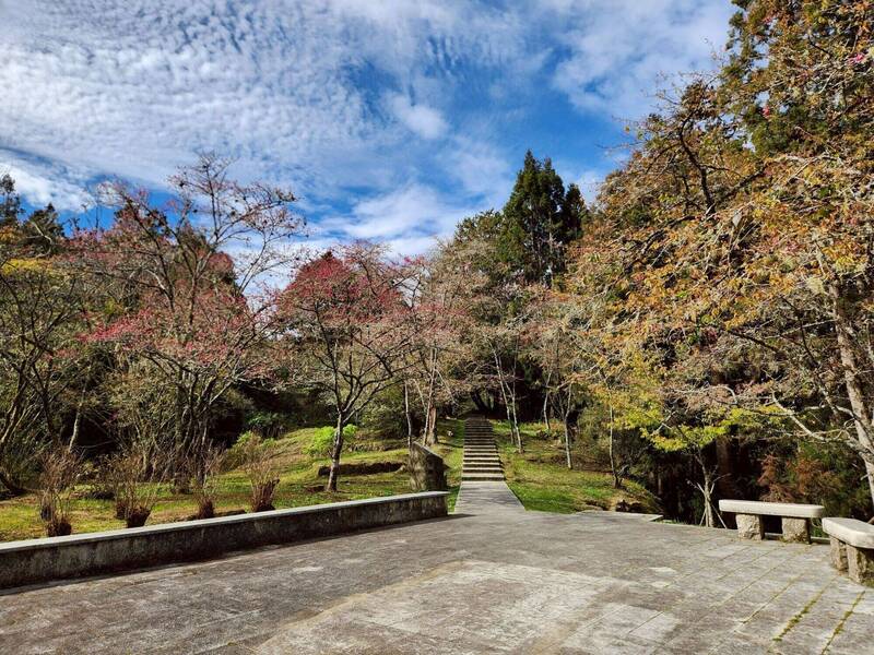 阿里山花季3/10登場 例假日上午6~11時交通管制