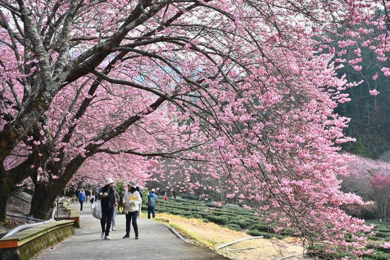 全台10大絕美櫻花勝地 台中有4處