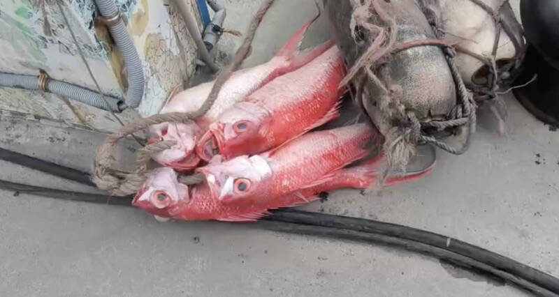 台東漁船翻覆船長、漁工抱船2小時獲救 漁獲只搶回一串長尾鳥