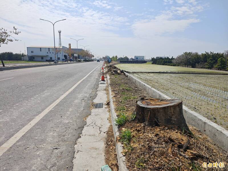 一夕消失! 埤頭台19線逾20棵20年小葉欖仁遭整排砍伐