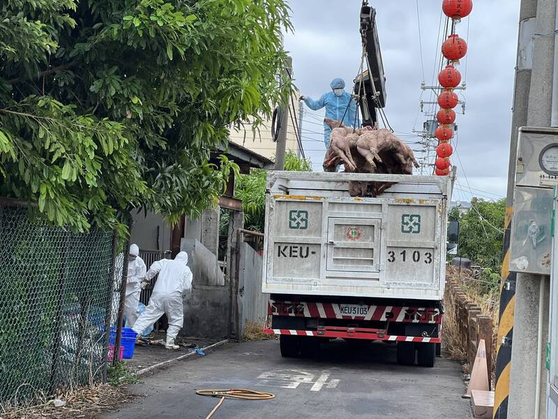 傳蒸煮舊照近3年、隱匿非洲豬瘟病死豬46頭 梧棲豬農子續押