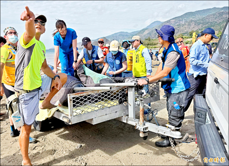 眾人於浪花中聯手「搶命」，成功守護剩餘7隻小虎鯨，並順利載往外海野放。（記者蔡宗憲攝）