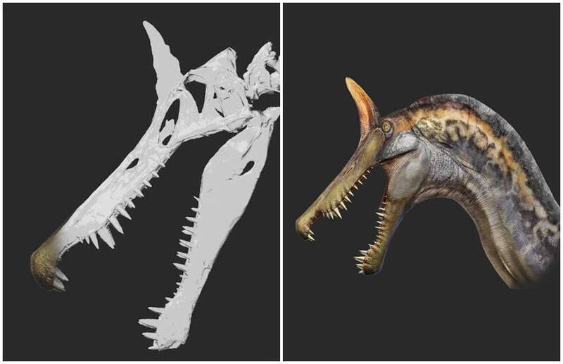 龍真的存在過? 撒哈拉沙漠挖出新物種化石 重建影像讓專家驚呆