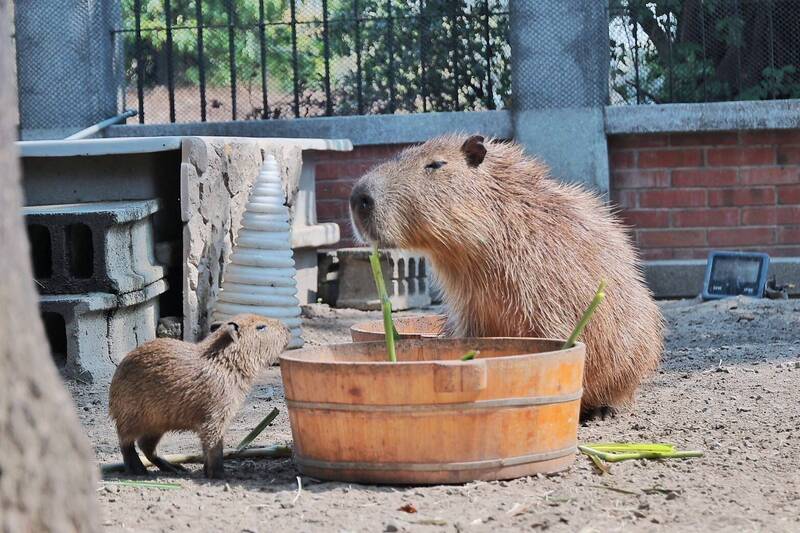 安平水豚寶寶「糯米」萌亮相 台南推228連假療癒小旅行