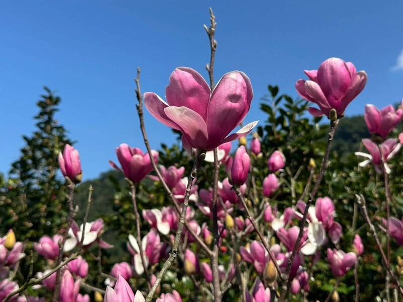 連假衝北海岸秘境！ 來淡水楓樹湖步道賞木蓮花