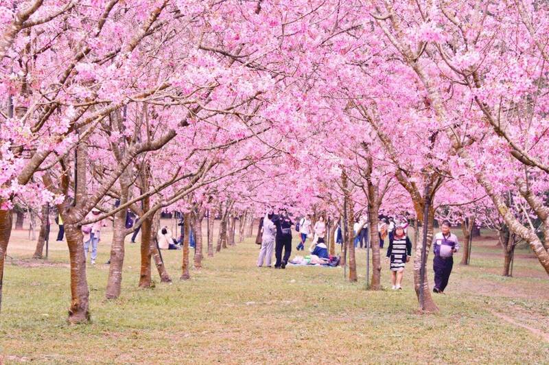 日月潭228瘋賞櫻！石佛公滿園櫻紅 九族文化村粉櫻爆開