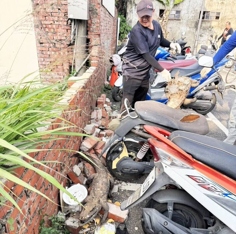 嘉義水上傳鱷魚出沒……原來是棄置標本