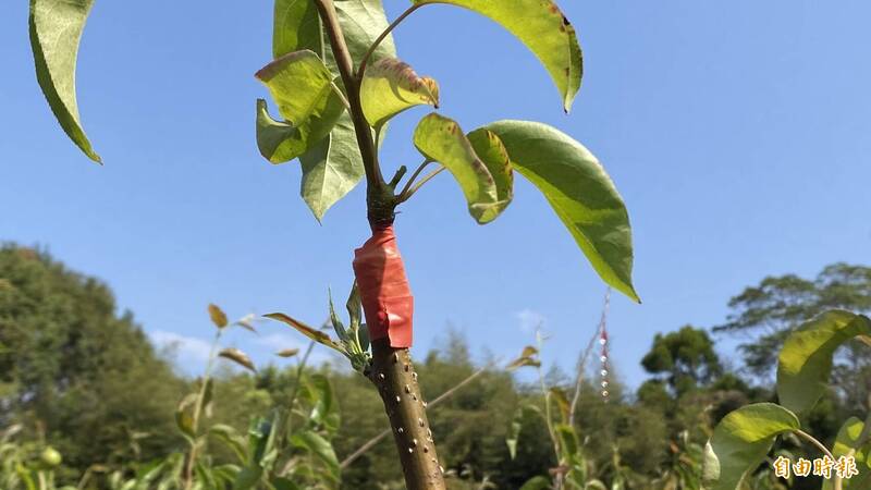 雨少+冷熱劇變 台中高接梨災損擴大