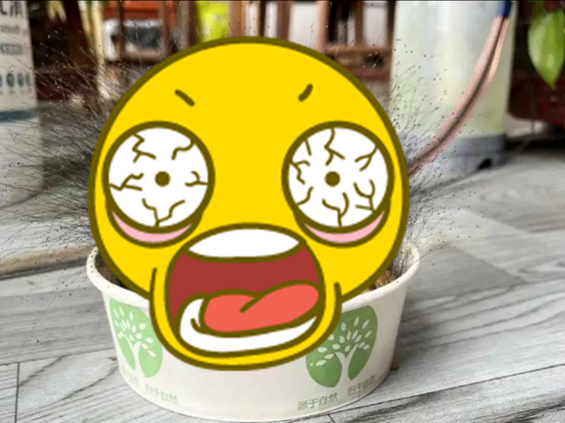 悚!牛肉飯忘記丟 春節長假回來竟「長出濃密頭髮」......