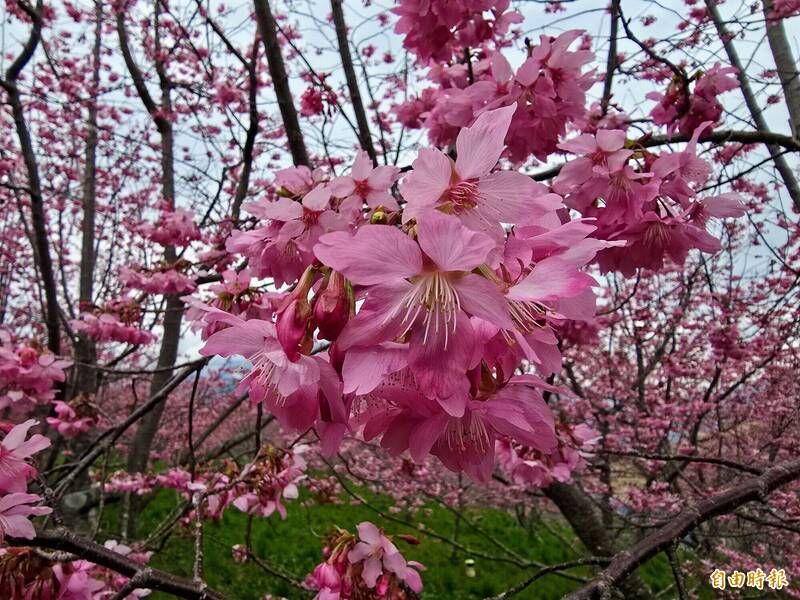 「台版小瑞士」!福壽山農場千櫻園迎來粉紅仙境 順遊天池聚靈氣