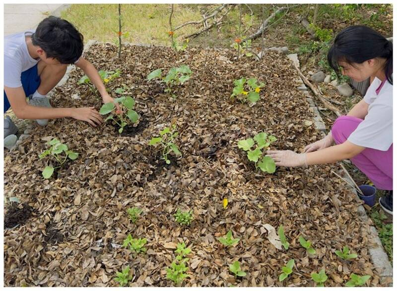 明年全面禁止廚餘養豬 教育部帶領學校創新廚餘再利用