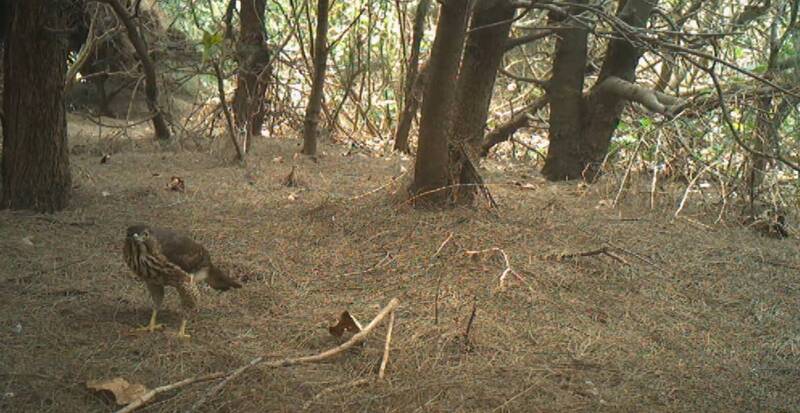 濱海森林冬日禮讚 鳳頭蒼鷹現身苑裡防風林
