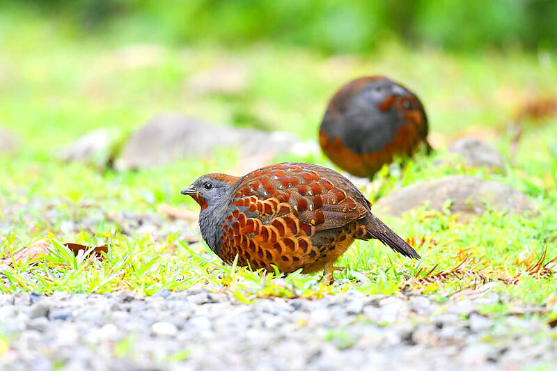 《TAIPEI TIMES》 Agency launches bird call contest