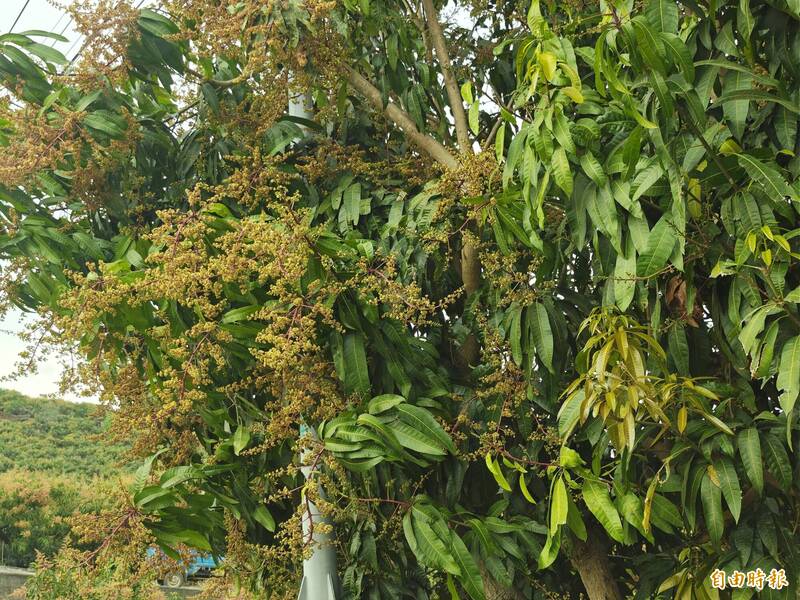 南部芒果花開 農改場提醒防治相關病蟲害