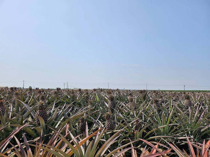 鳳梨進入結果與採收關鍵期 高雄農改場籲注意病蟲害防治