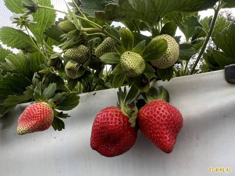 苗栗大湖多起「草莓詐騙」!盤商載走大批貨品失聯 農民血本無歸