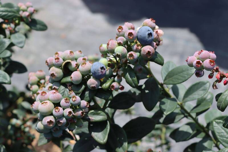 苗栗藍莓3月進入「紫色產季」 苗縣府:品質不輸進口