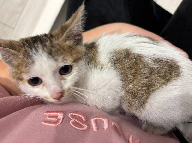 從醜小鴨變小天鵝 新店受傷虎斑貓康復展開新生活